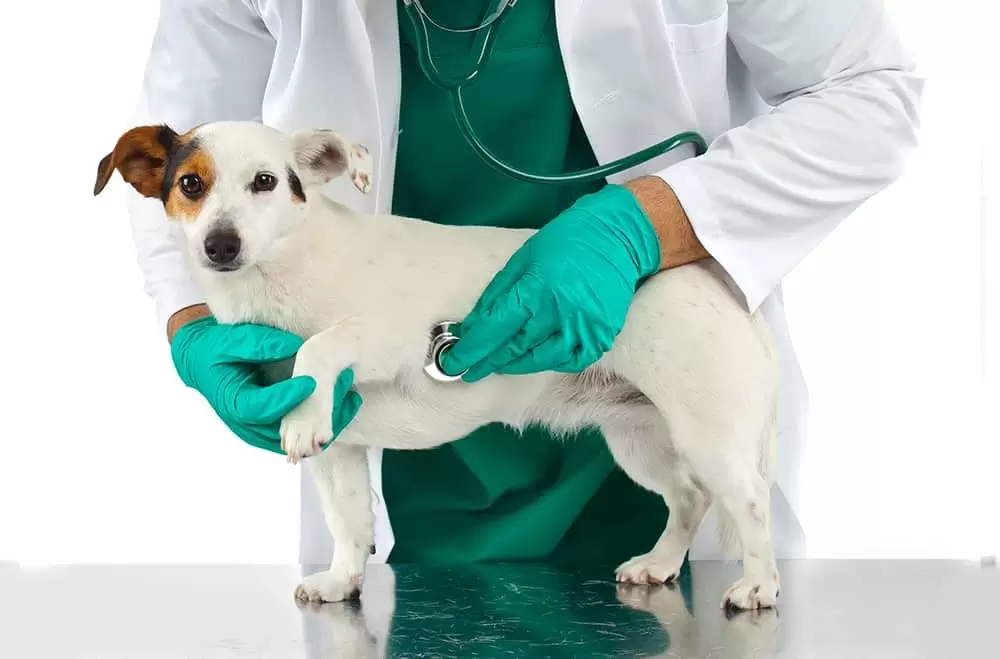 Çeşme'de Veteriner Hizmetleri